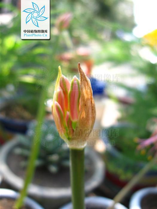 换棉花