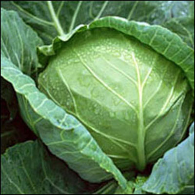 抗癌蔬菜 抗癌蔬菜