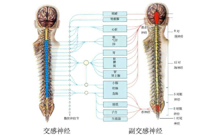 交感神经系统 交感神经系统