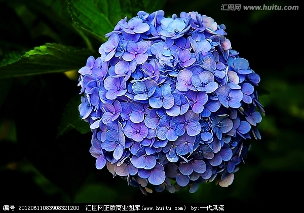 无性花 无性花