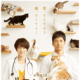 毛毯猫 毛毯猫