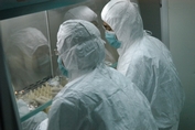 科研人员在进行疫苗种子批製备 科研人员在进行疫苗种子批製备