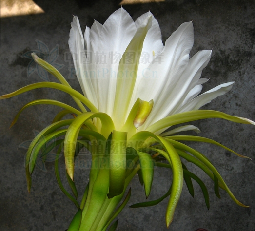 剑花 剑花