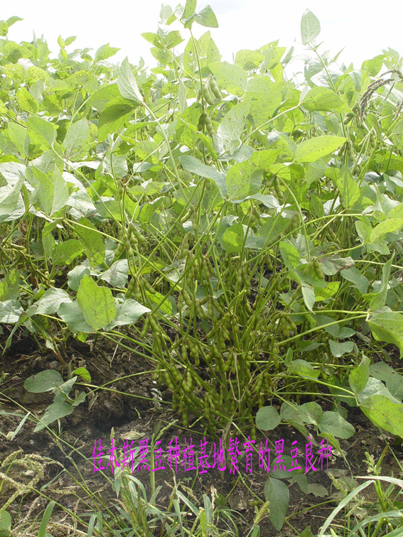 佳木斯黑豆种植基地繁育的青仁黑豆 佳木斯黑豆种植基地繁育的青仁黑豆
