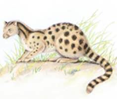 灵猫 灵猫