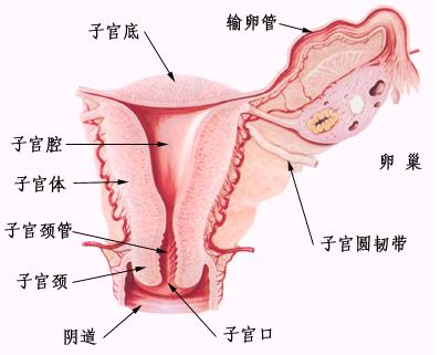 免疫性不孕诊断方法 免疫性不孕诊断方法