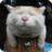 萌猫搞笑图片大集合