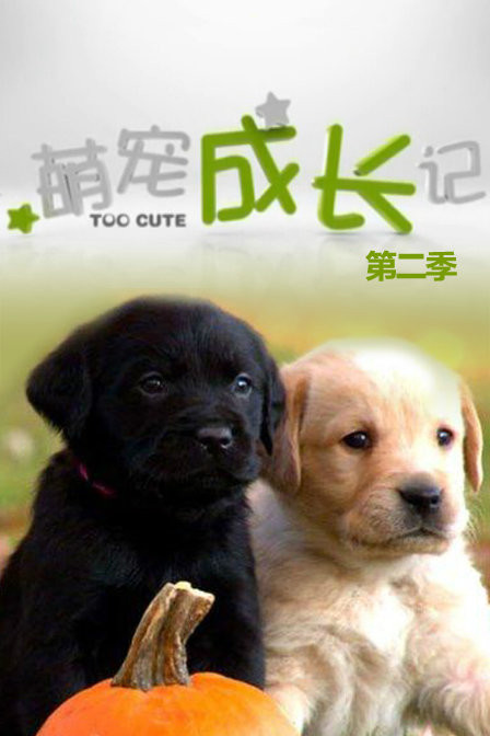 萌宠成长记 萌宠成长记