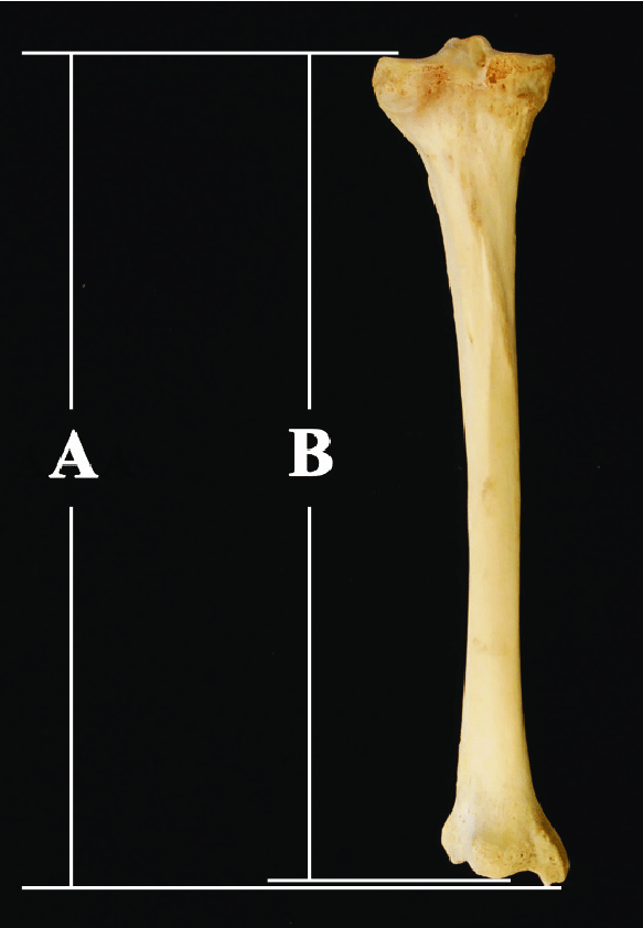 A为Trotter定义的tibia maximum length A为Trotter定义的tibia maximum length