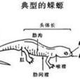 蝾螈亚目 蝾螈亚目