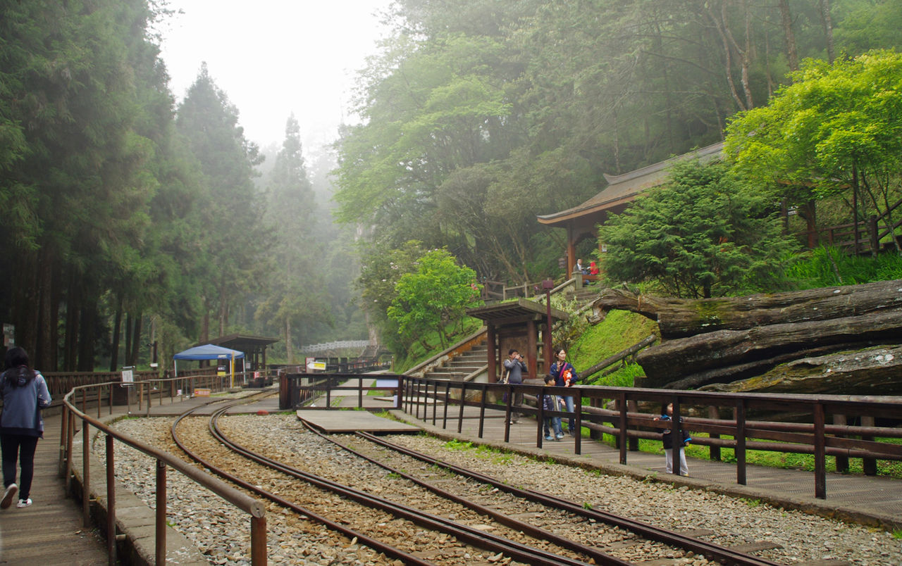 阿里山森林游乐区 阿里山森林游乐区