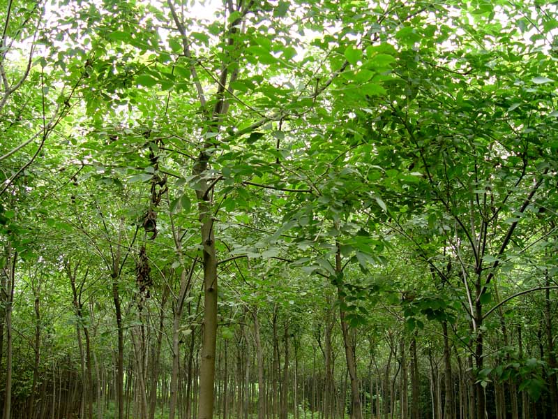 乔灌木-法桐 乔灌木-法桐