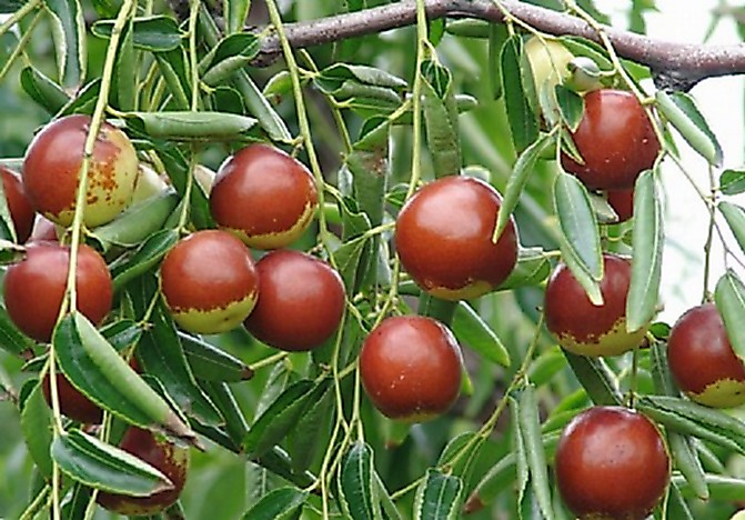 小口大枣 小口大枣