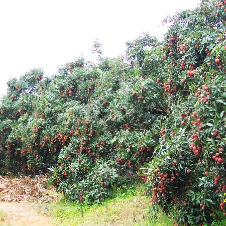 灵山县(中国广西钦州市下辖县) 灵山县(中国广西钦州市下辖县)