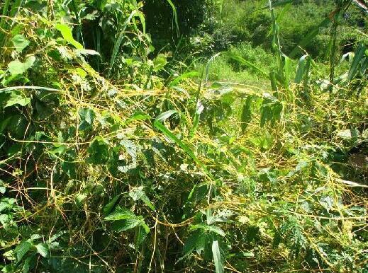 菟丝子缠绕于寄主植物体上 菟丝子缠绕于寄主植物体上