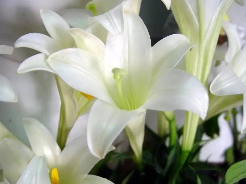 百合花 百合花