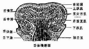 口腔 口腔