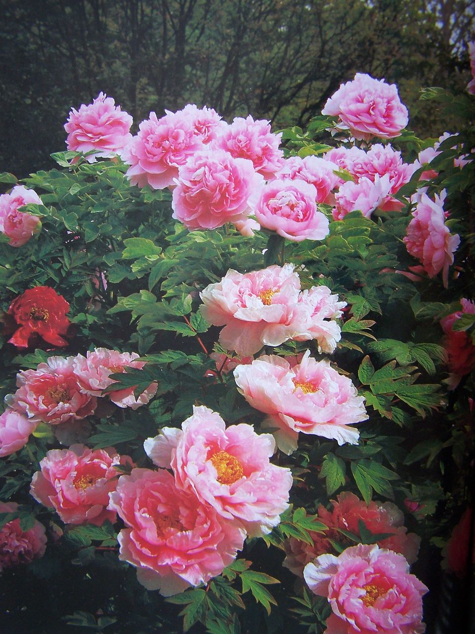 菏泽牡丹 菏泽牡丹