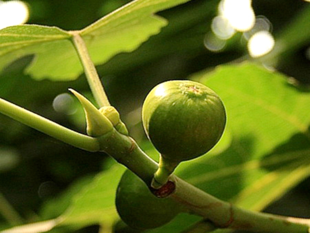 威海无花果 威海无花果