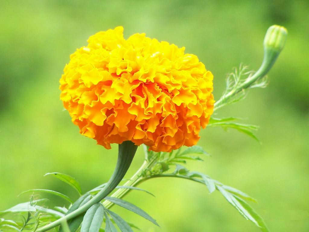 万寿菊花 万寿菊花