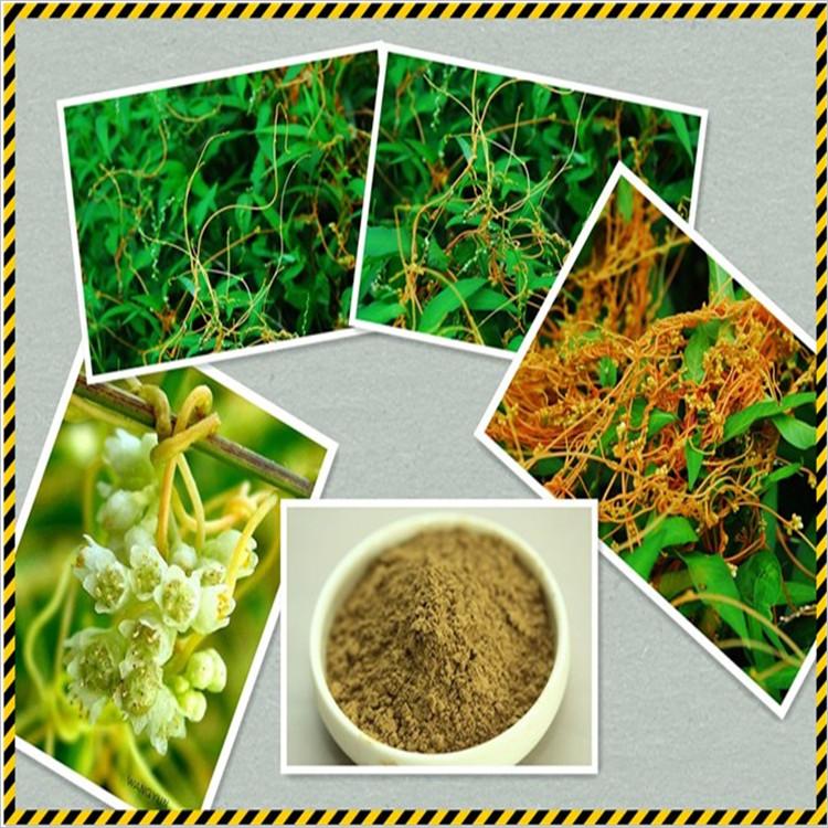 菟丝子提取物 菟丝子提取物