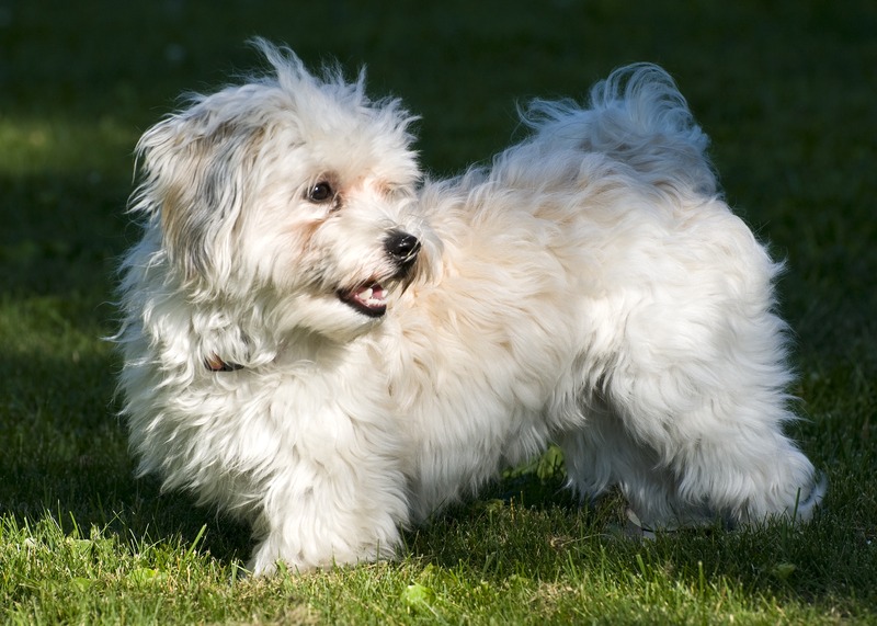 哈瓦那犬 哈瓦那犬