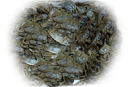 中牟县雁鸣湖大闸蟹 中牟县雁鸣湖大闸蟹