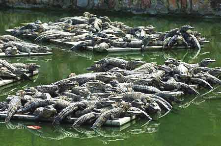中国鳄鱼湖 中国鳄鱼湖