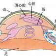外套膜 外套膜