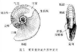 菊石 菊石