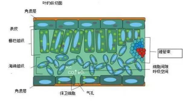 叶的纵切面 叶的纵切面
