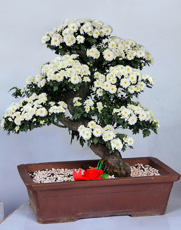 花卉盆景(绿意花卉) 花卉盆景(绿意花卉)