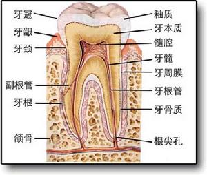 牙齿解剖图 牙齿解剖图