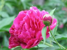 菏泽牡丹 菏泽牡丹
