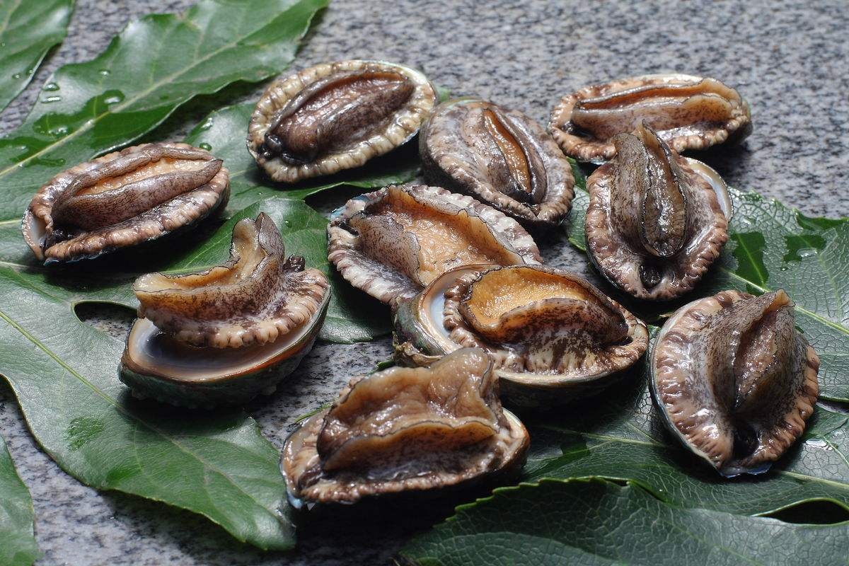 大连鲍鱼 大连鲍鱼