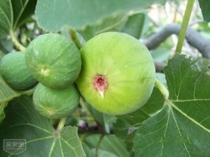 威海无花果 威海无花果