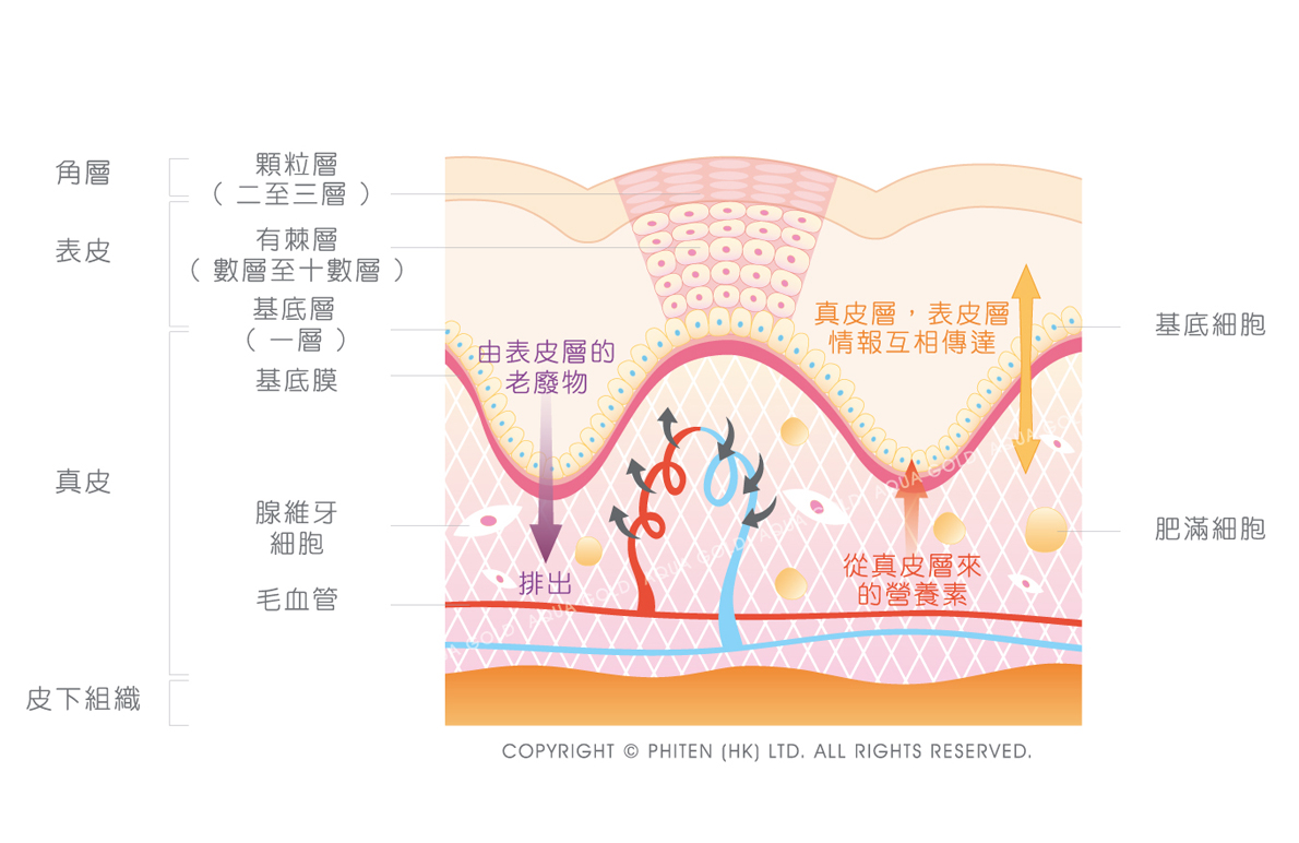 皮肤表皮细胞 皮肤表皮细胞