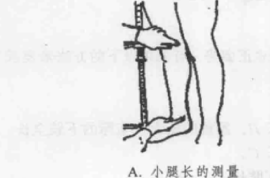 小腿长 小腿长