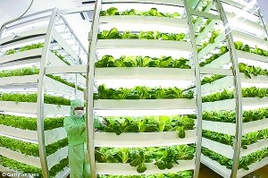 植物工厂 植物工厂
