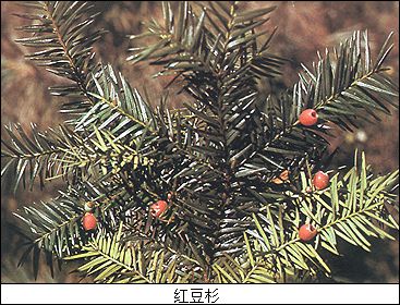 红豆杉 红豆杉