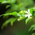 七里香(芸香科九里香属植物) 七里香(芸香科九里香属植物)