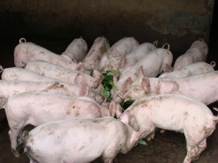 猪(脊椎动物、哺乳动物、家畜) 猪(脊椎动物、哺乳动物、家畜)