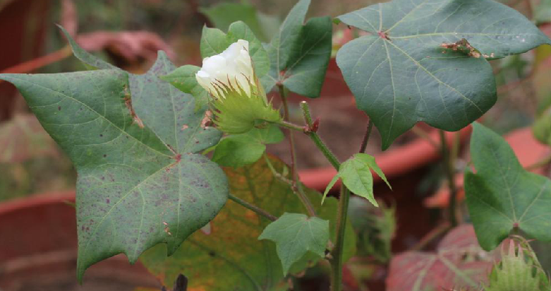 棉花(中药) 棉花(中药)