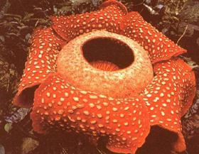 霸王花 霸王花