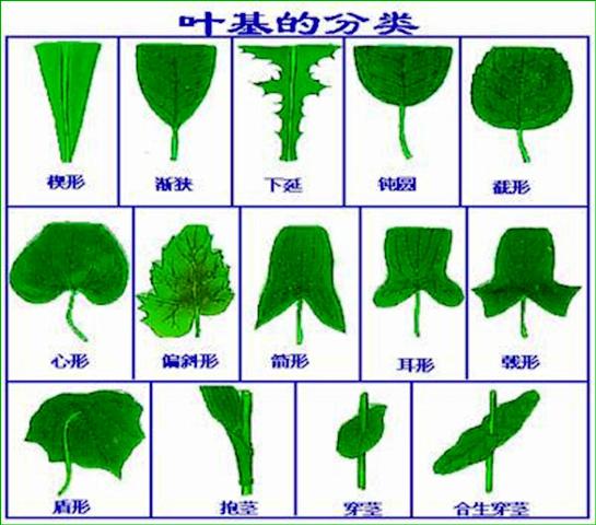 叶基 叶基