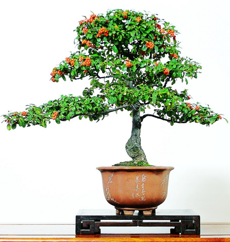 花卉盆景(绿意花卉) 花卉盆景(绿意花卉)