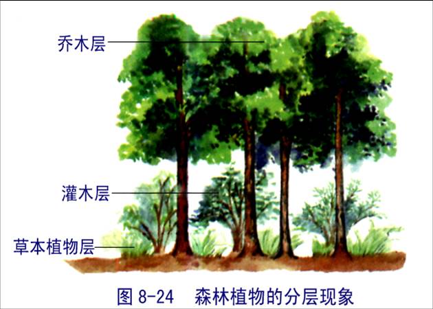 性状替换 性状替换