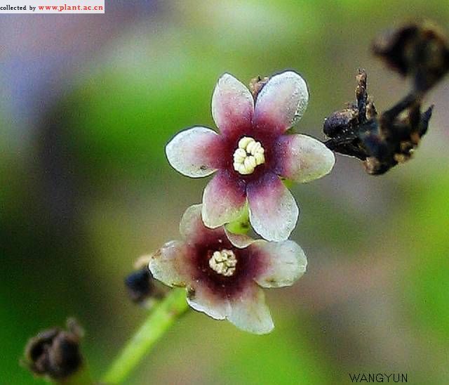 盾叶薯蓣花 盾叶薯蓣花