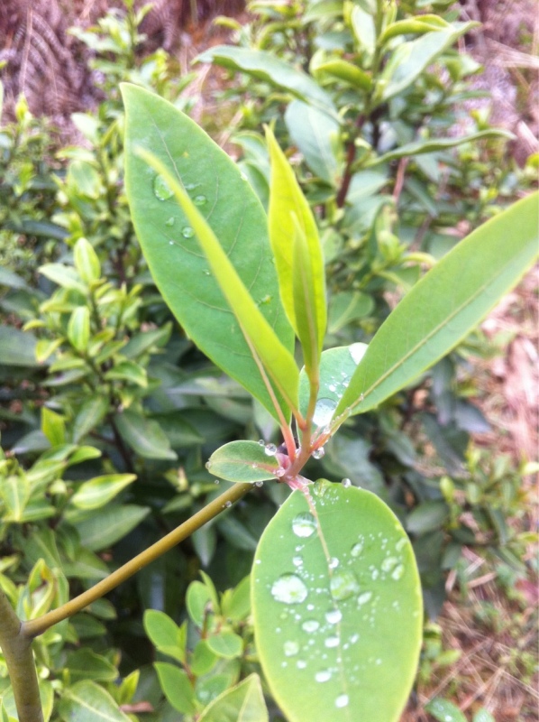 河红茶 河红茶