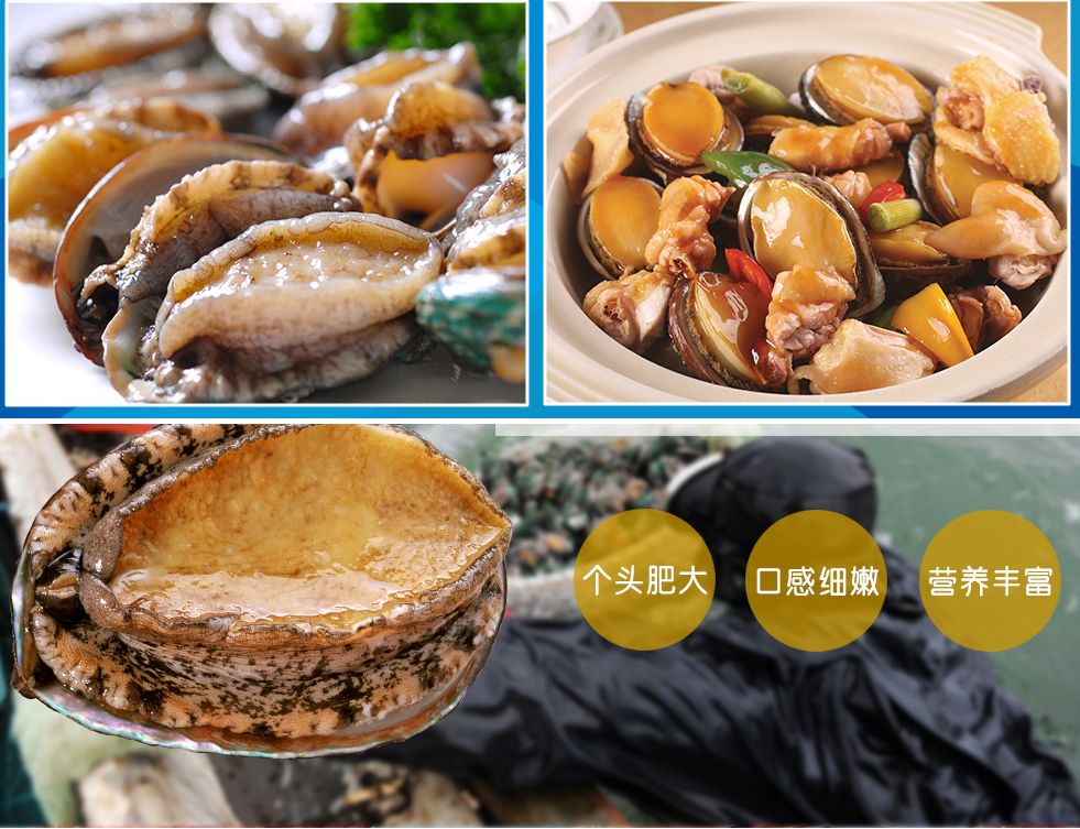 大连鲍鱼 大连鲍鱼